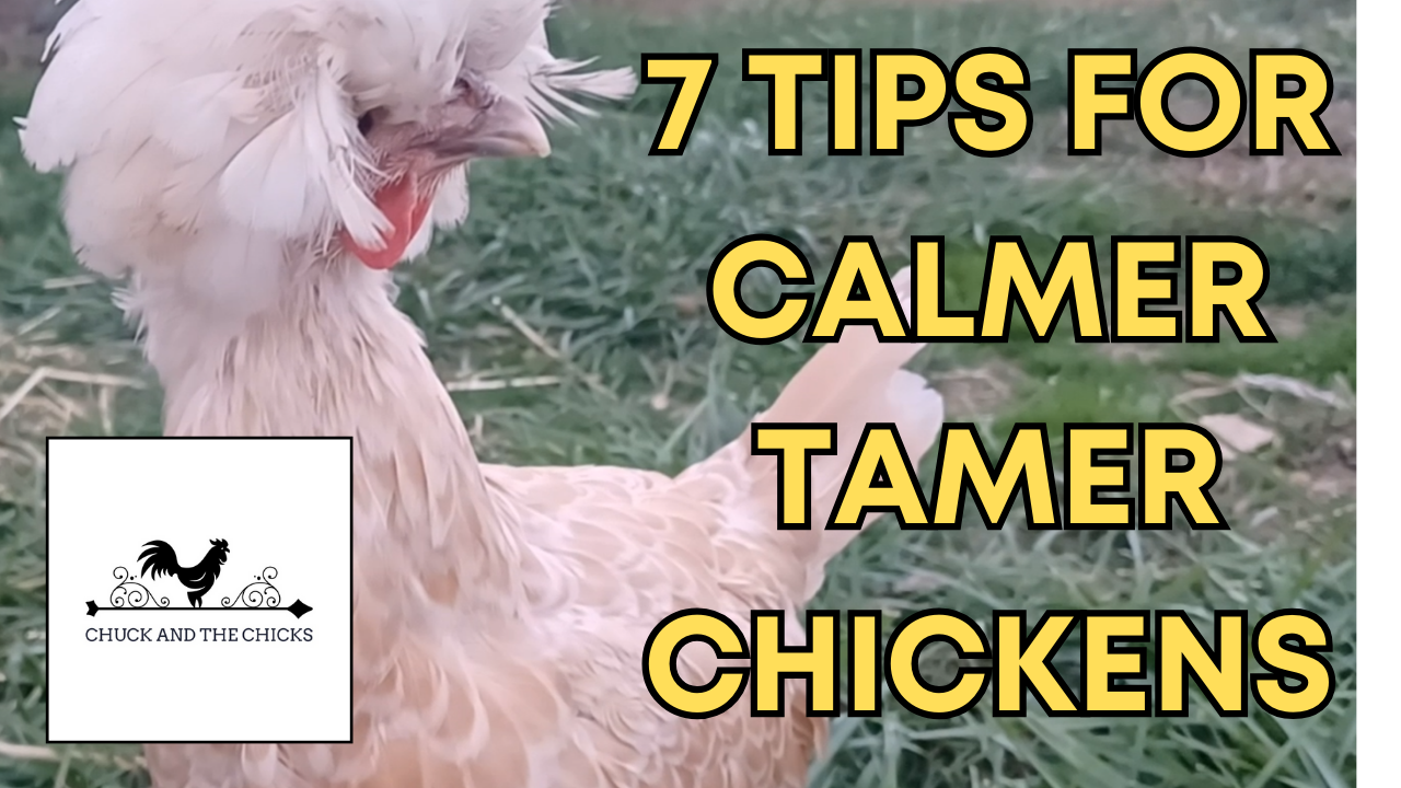 7 Tips For Calmer Tamer Chickens – Chuck and the Chicks