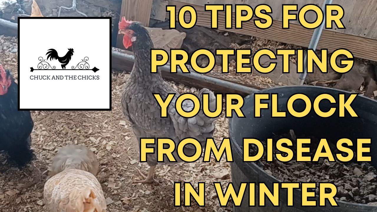 Flock Tips 10 Tips For Protecting Your Flock From Disease In Winter – Chuck and ...
