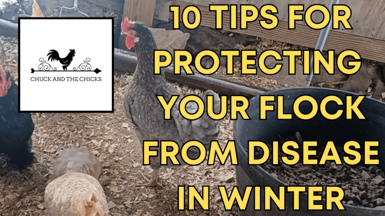 Image showcasing 10 Tips For Protecting Your Flock From Disease In Winter – Chuck and ...