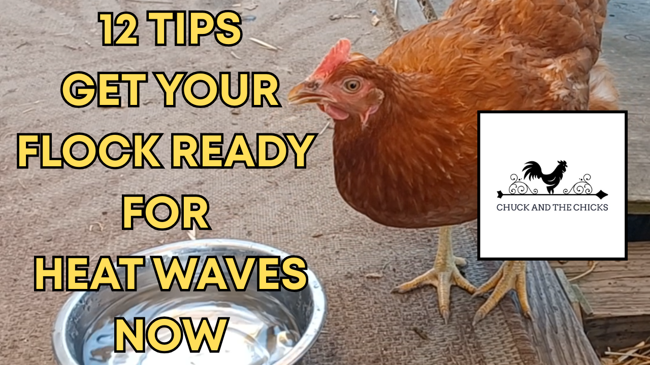 Flock Tips 12 Tips Get Your Flock Ready For Heat Waves Now – Chuck and the Chicks