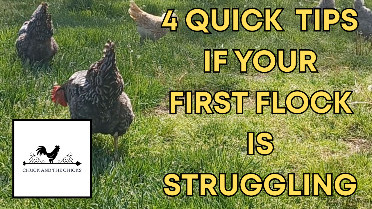 Flock Tips 4 Quick Tips If Your First Flock Is Struggling – Chuck and the Chicks