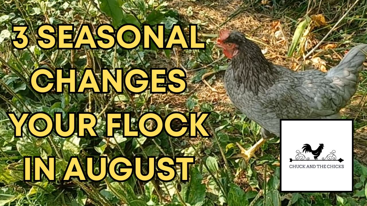 3 Seasonal Changes Your Flock In August – Chuck and the Chicks