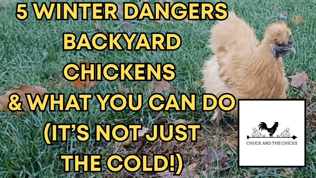 5 Winter Dangers Backyard Chickens & What You Can Do (It’s Not Just The ...